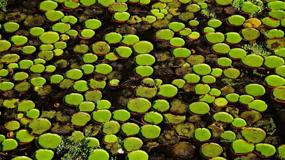 Vista aérea de uma grande colônia de Victoria cruziana, a Vitória Régia do Pantanal em uma baía ao lado do rio Cuiabá na região de Barão de Melgaço-MT. Brasil. Foto: Mário Friedlander. Copyright Mário Friedlander e Museu da Água da Universidade Federal do Tocantins. ND.