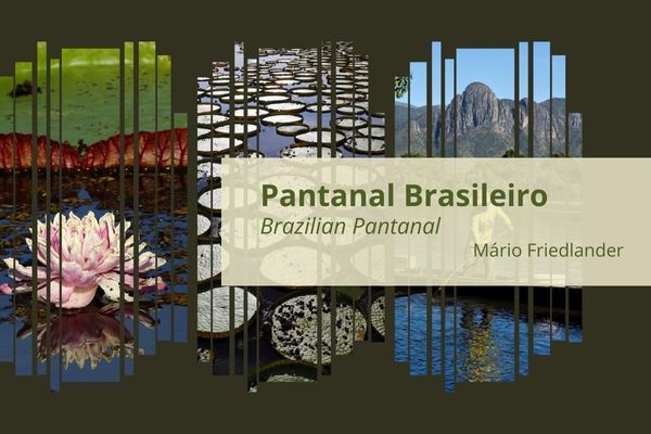 Pantanal Brasileiro